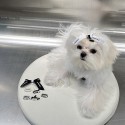 ブランド CHANEL ペット用品 犬のバレッタ 蝶結び かわいい シャネル レディース ヘア飾り ヘアピン 姫様よう リボン付き ミニヘアアクセサリー 髪留め 2黒白色 高級感溢れ 激安