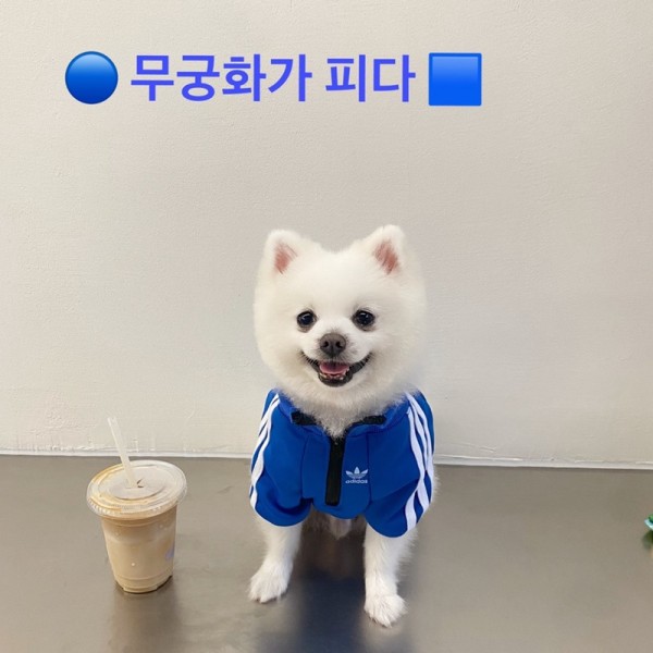 アディダス 犬服 パーカー ハイブランド adidas 中小型ペットの洋服 ドッグウェア 犬の半袖 Tシャツ 犬の洋服 トレーナー 秋冬むけ 履きやすい 暖か おしゃれ 激安 かっこいい S~XL 動きやすい 