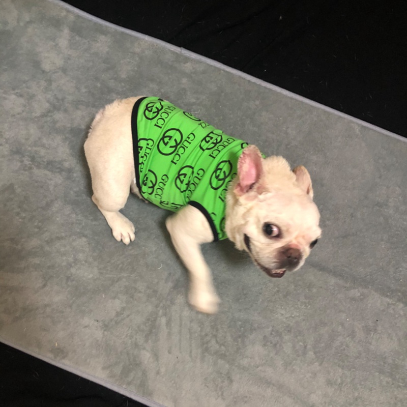ハイブランドGG 犬服 ペットTシャツ